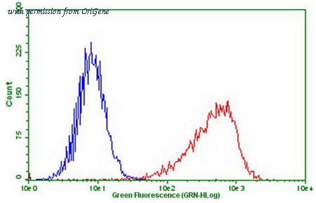 OriGene CF807888 image 1