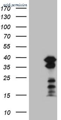 OriGene CF807917 image 1