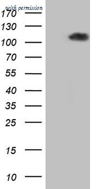 OriGene CF807919 image 1