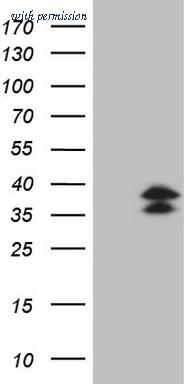 OriGene CF807923 image 1