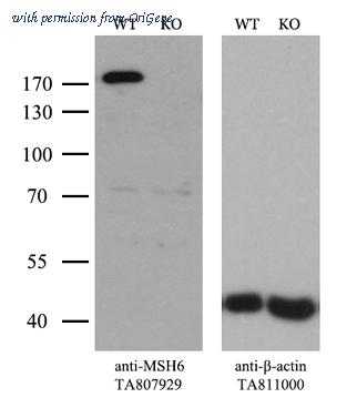 OriGene CF807929 image 1