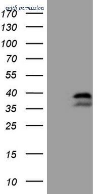 OriGene CF807930 image 1