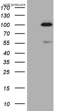 OriGene CF807939 image 1
