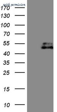 OriGene CF807942 image 1