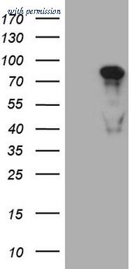 OriGene CF807950 image 1