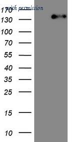 OriGene CF807953 image 1