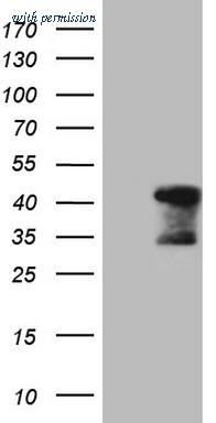 OriGene CF807957 image 1