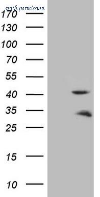 OriGene CF807959 image 1