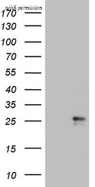 OriGene CF807985 image 1