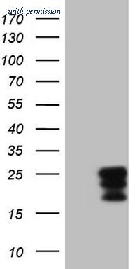 OriGene CF807986 image 1