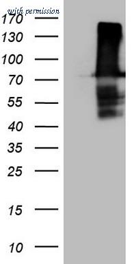 OriGene CF807987 image 1