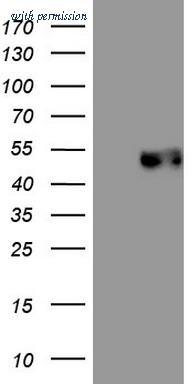 OriGene CF807988 image 1
