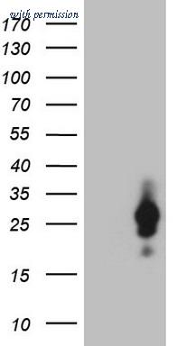 OriGene CF807989 image 1