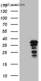 OriGene CF807990 image 1