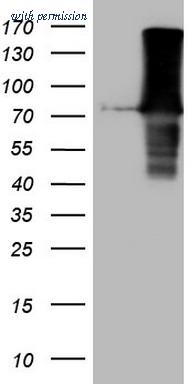 OriGene CF807994 image 1
