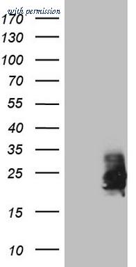 OriGene CF808007 image 1