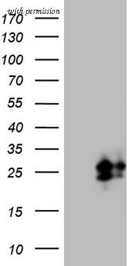 OriGene CF808008 image 1
