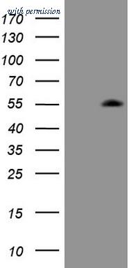 OriGene CF808044 image 1