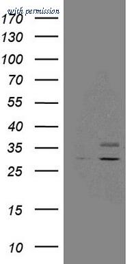 OriGene CF808103 image 1