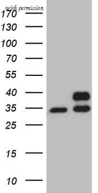 OriGene CF808115 image 1