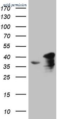 OriGene CF808117 image 1