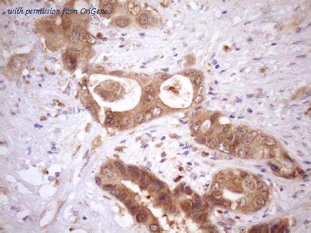 OriGene CF808134 image 1