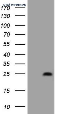OriGene CF808164 image 1