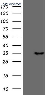 OriGene CF808169 image 1