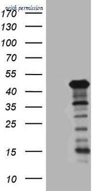 OriGene CF808173 image 1