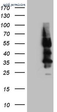OriGene CF808224 image 1