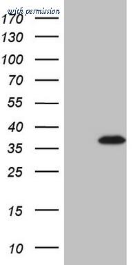 OriGene CF808226 image 1