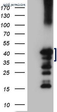 OriGene CF808241 image 1
