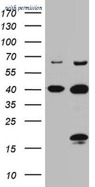 OriGene CF808243 image 1
