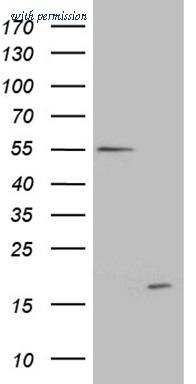 OriGene CF808244 image 1