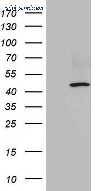 OriGene CF808256 image 1