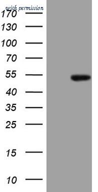 OriGene CF808257 image 1