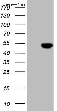 OriGene CF808259 image 1