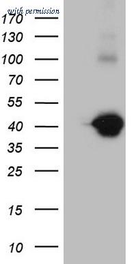 OriGene CF808260 image 1