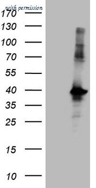 OriGene CF808274 image 1