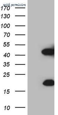 OriGene CF808292 image 1