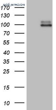 OriGene CF808304 image 1
