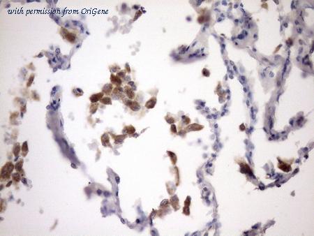 OriGene CF808308 image 1