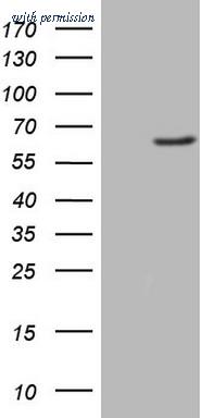 OriGene CF808310 image 1
