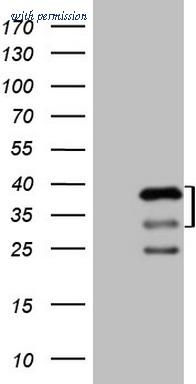 OriGene CF808333 image 1