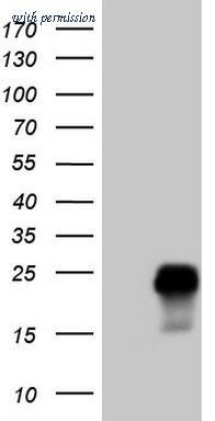 OriGene CF808339 image 1