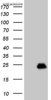 OriGene CF808340 image 1