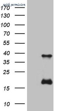OriGene CF808357 image 1