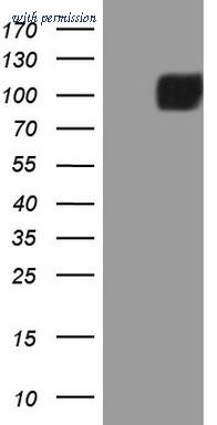 OriGene CF808369 image 1