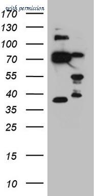 OriGene CF808371 image 1
