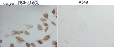 OriGene CF808375 image 1